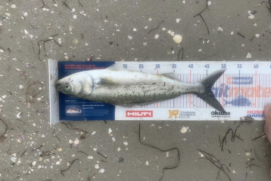Mark Piskulic caught this 46.0cm Kahawai at Far North during The Hirepool Baitmates Fishing Comp